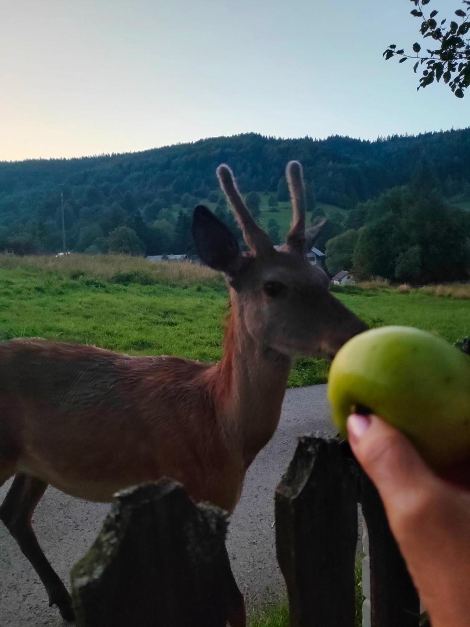 Goralska Czarcia Chata Pod Jalowcem Stryszawa Bagian luar foto