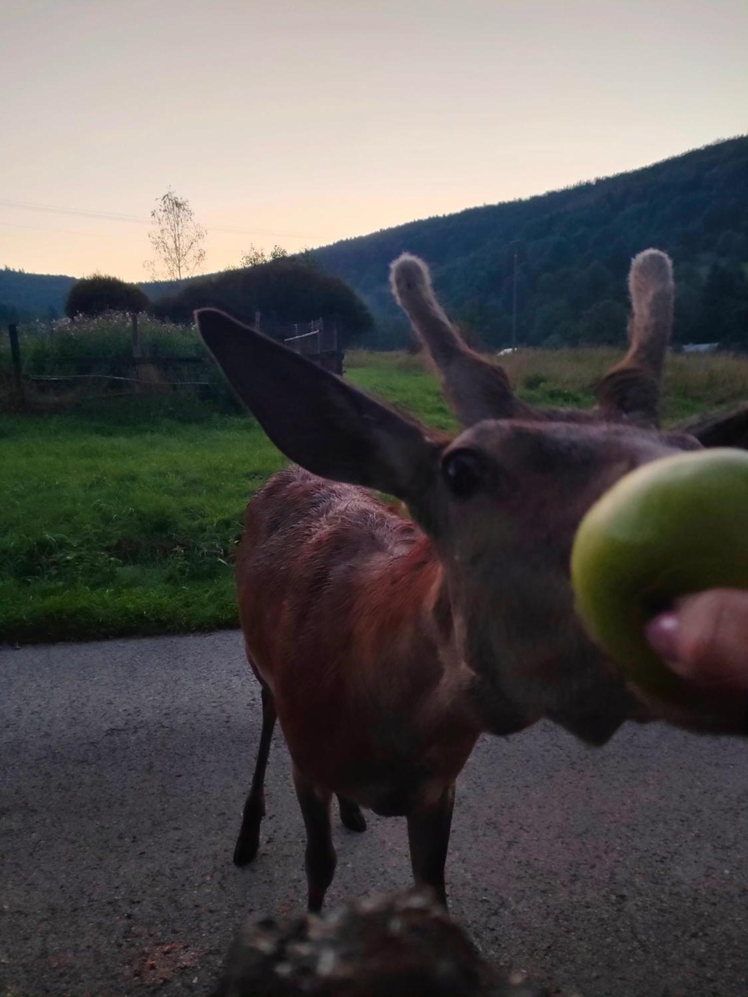 Goralska Czarcia Chata Pod Jalowcem Stryszawa Bagian luar foto